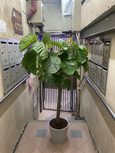 愛心榕|5分鐘認識愛心榕｜A&Y｜Ficus umbellata【觀葉植物 